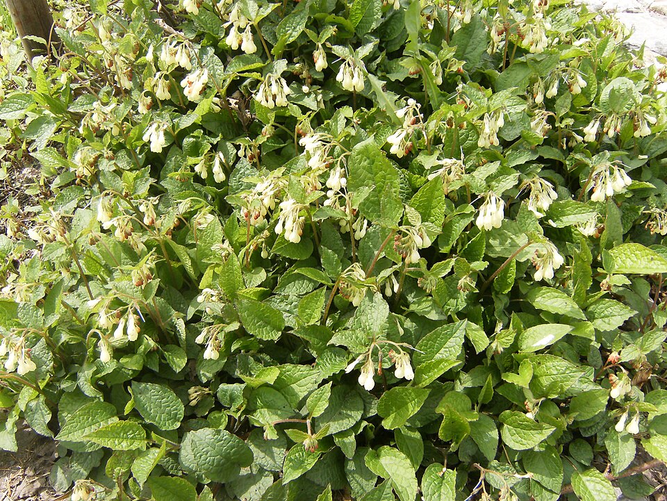 Symphytum grandiflorum (Creeping Comfrey)