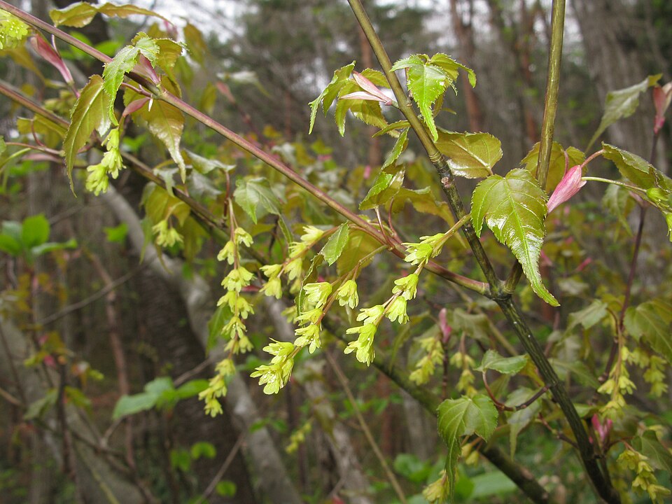 Acer crataegifolium (Hawthorn-leaved Maple) (alternate view 10)