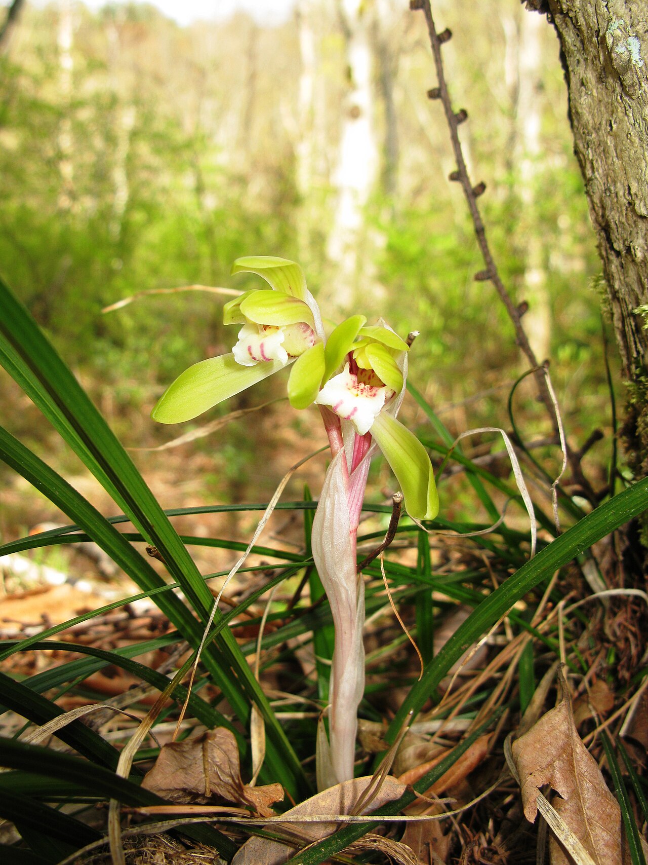 Cymbidium goeringii, Spring orchid — clumping evergreen (Orchidaceae) (image 8 of 10)
