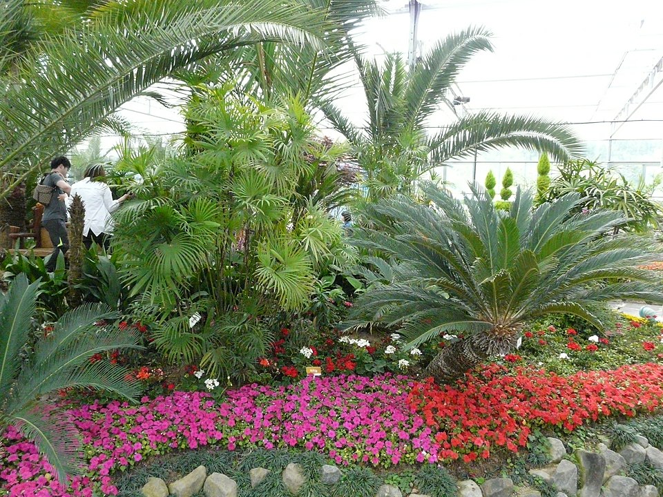 Ophiopogon planiscapus (alternate view 10)