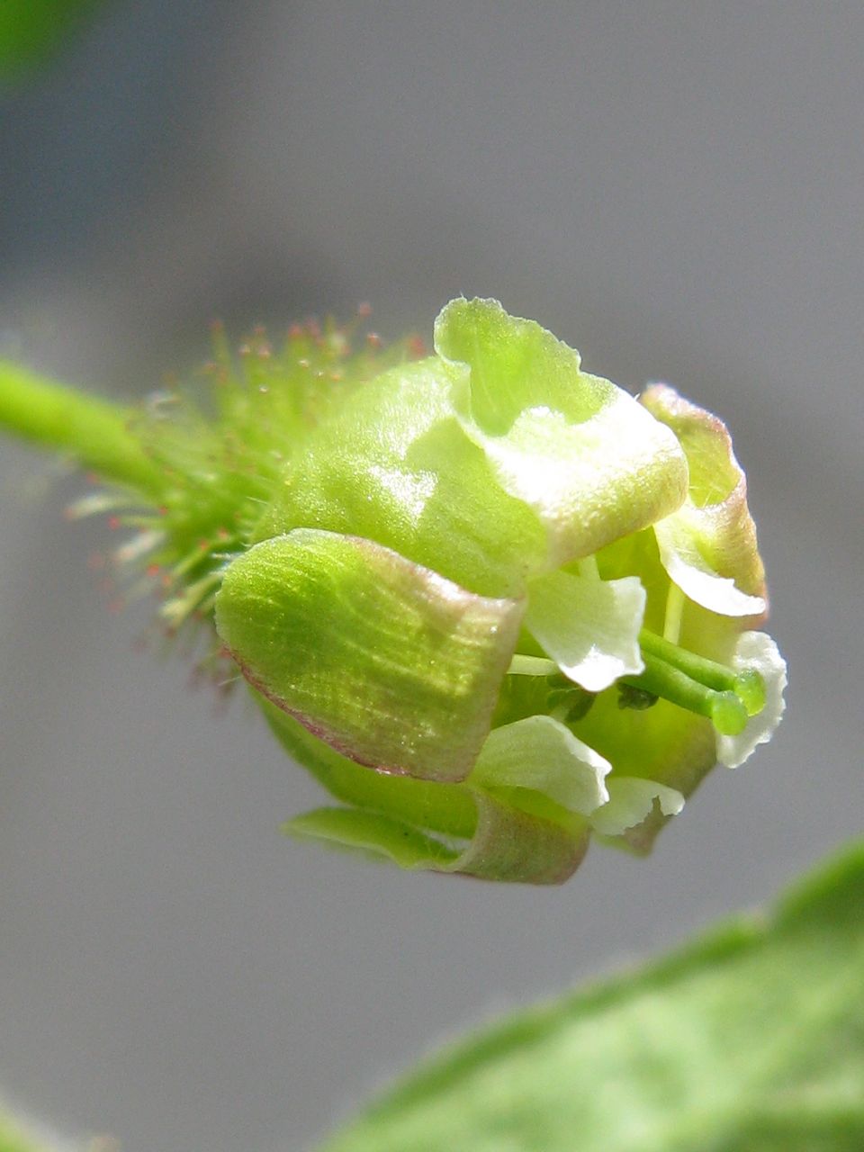 Ribes cynosbati (prickly gooseberry) (alternate view 6)