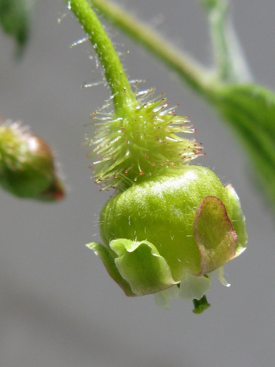 Ribes cynosbati (prickly gooseberry) (alternate view 7)