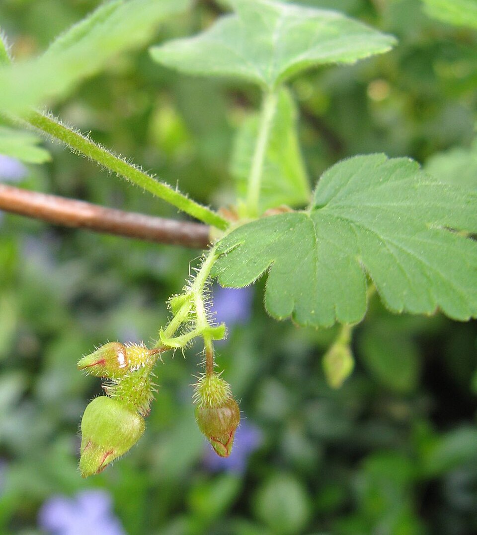 Ribes cynosbati (prickly gooseberry) (alternate view 8)