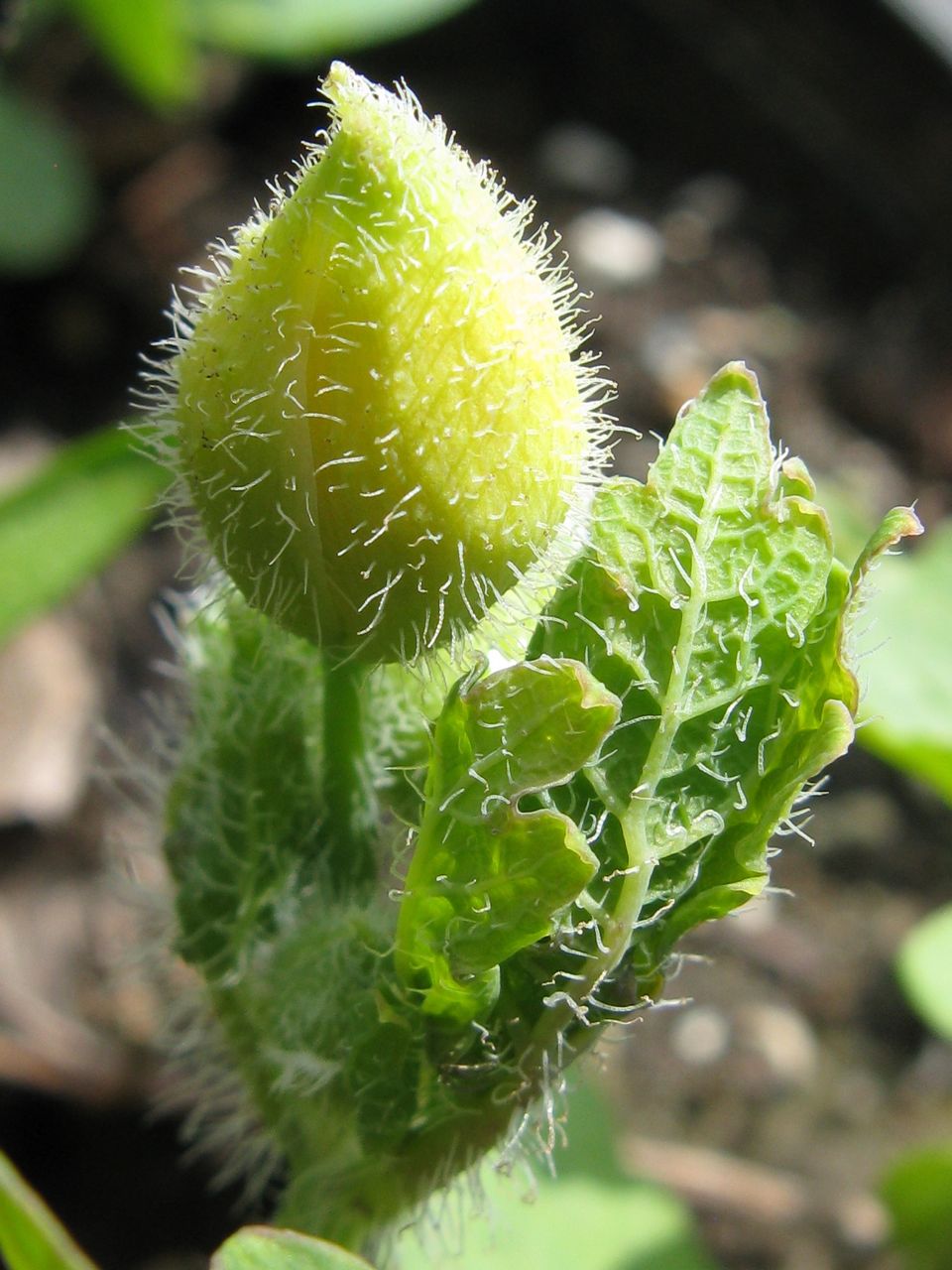 Chelidonium diphyllum (Celandine Poppy) (alternate view 5)