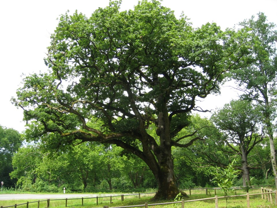 Quercus petraea (sessile oak)