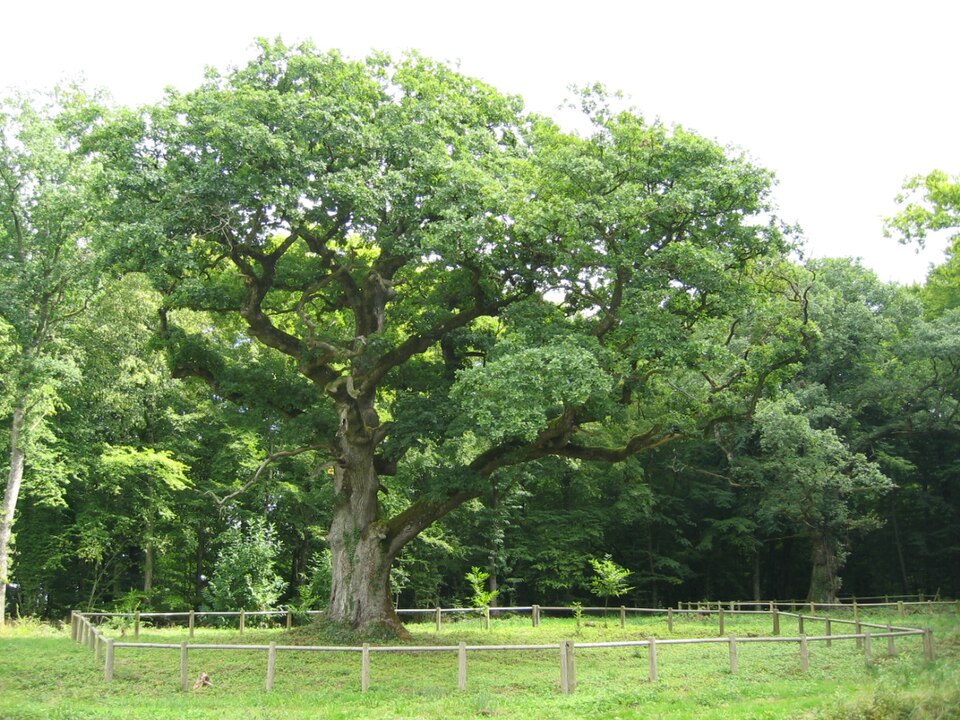 Quercus petraea (sessile oak)