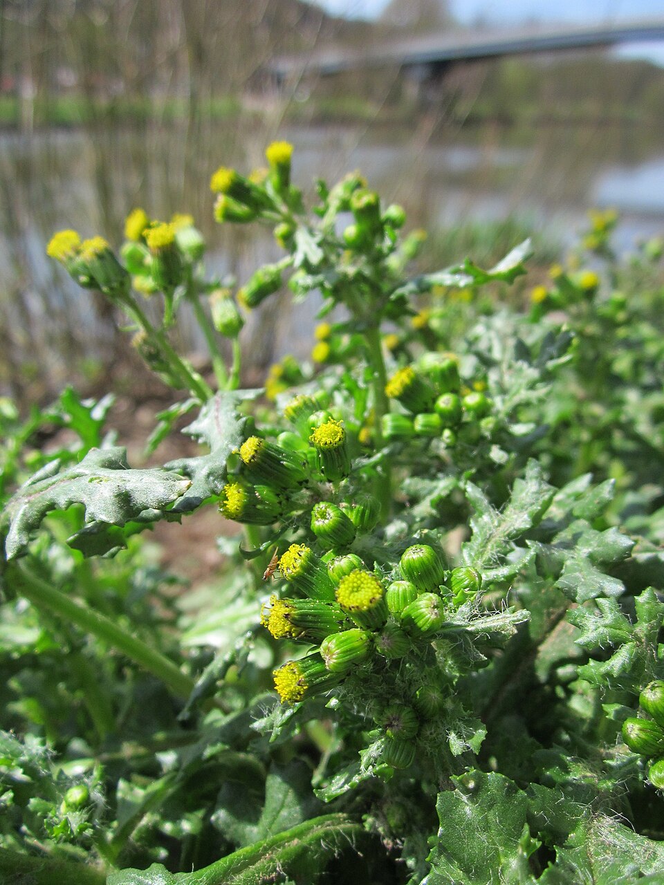Senecio vulgaris (common groundsel) (alternate view 6)