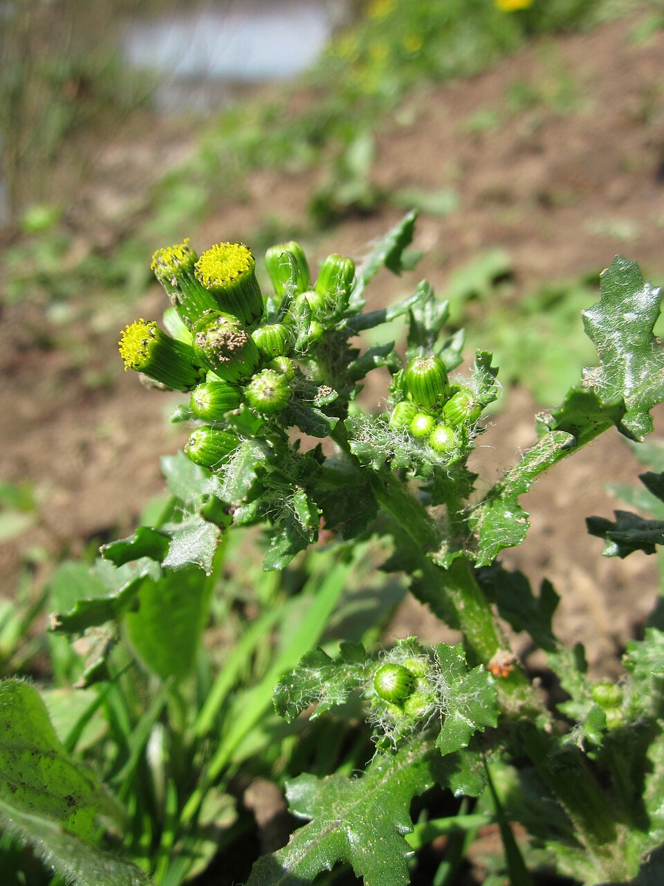Senecio vulgaris (common groundsel) (alternate view 7)
