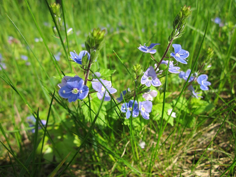 Veronica chamaedrys (Germander Speedwell)