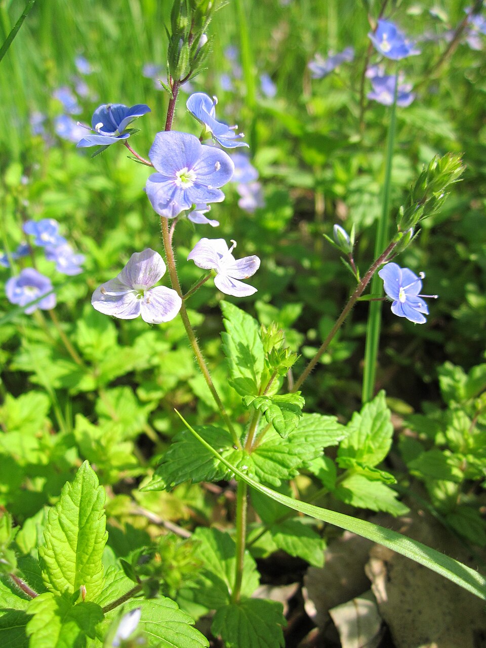 Veronica chamaedrys (Germander Speedwell)
