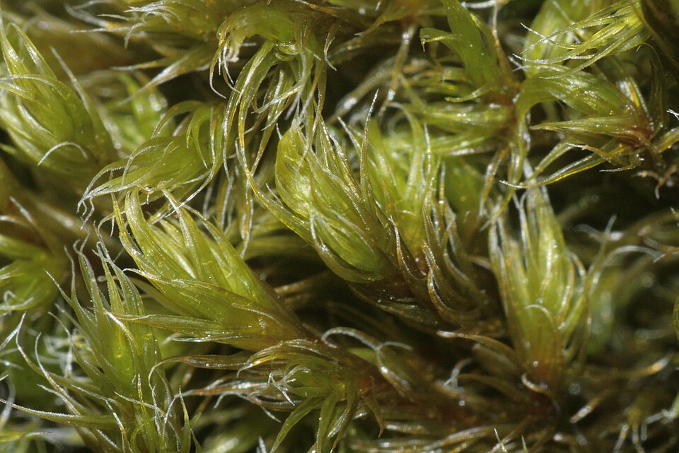 Racomitrium lanuginosum (Woolly Fringe-moss)
