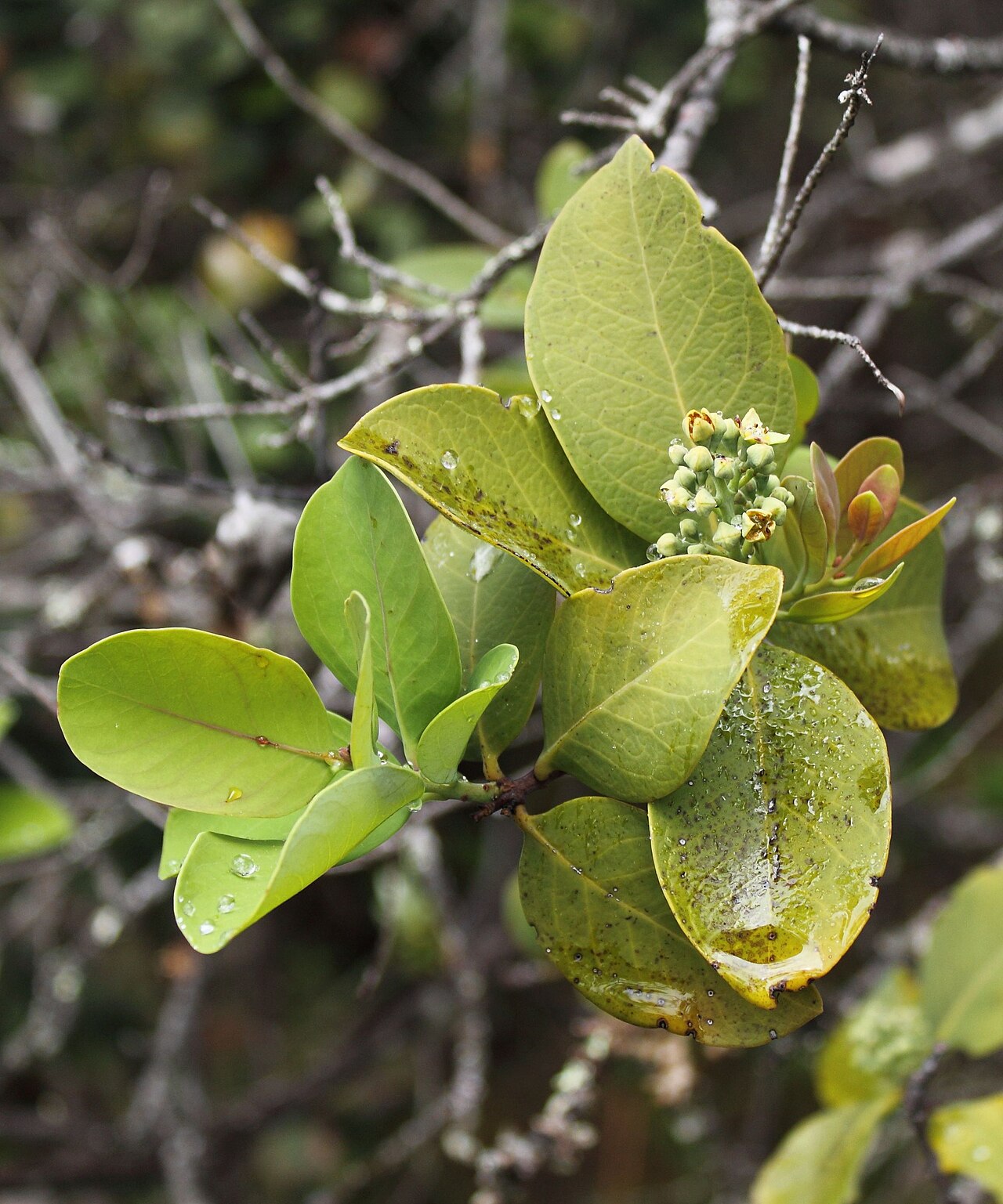 Santalum paniculatum, Hawaiian sandalwood — upright evergreen (Santalaceae) (image 8 of 10)