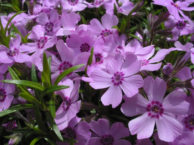 Phlox pilosa (prairie phlox) (alternate view 7)