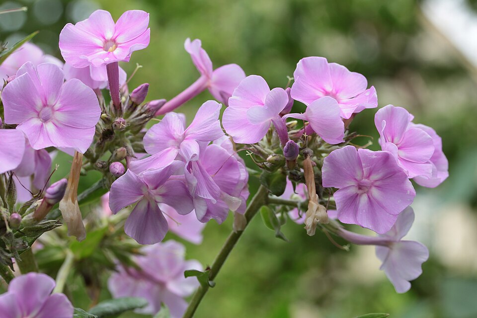 Phlox paniculata spp. (Tall Phlox Mix) (alternate view 11)