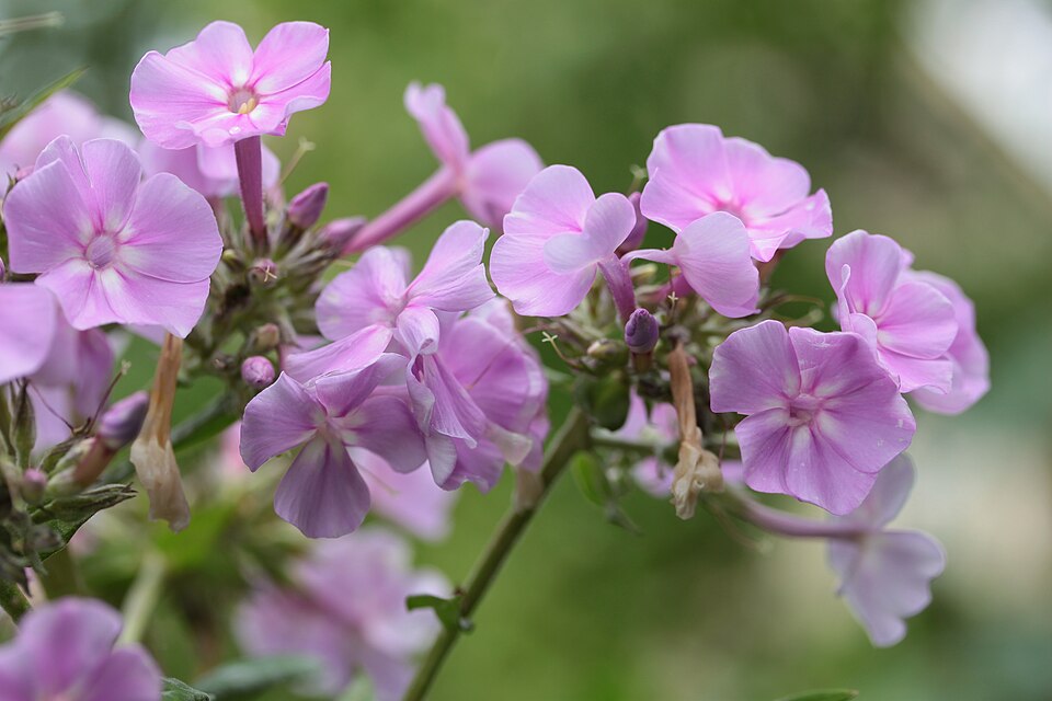 Phlox paniculata spp. (Tall Phlox Mix) (alternate view 12)