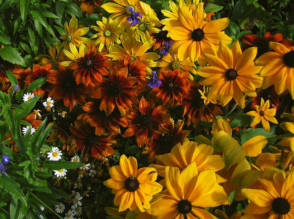 Rudbeckia hirta (large black-eyed Susan) (alternate view 6)
