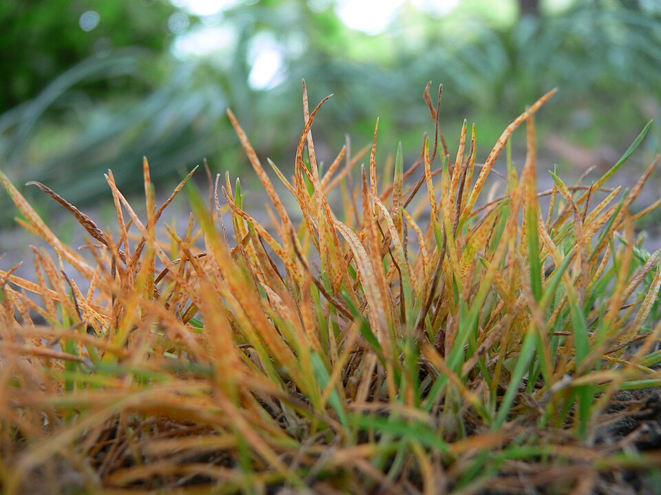 Poa pratensis (Kentucky Bluegrass) (alternate view 6)