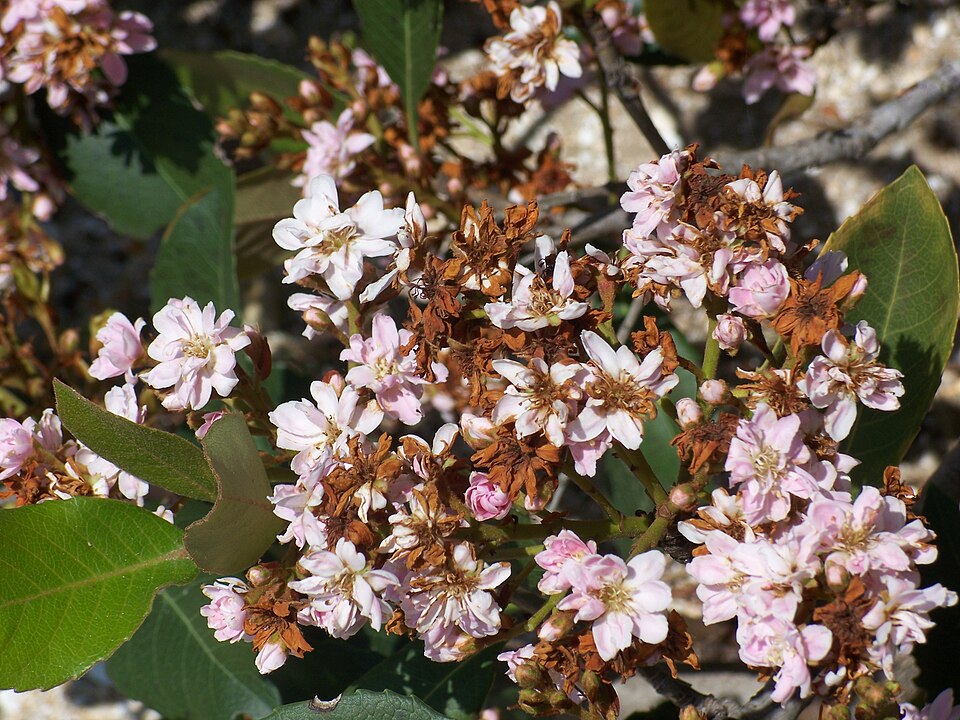 Rhaphiolepis indica (Indian Hawthorn) (alternate view 9)