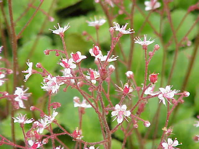 Saxifraga umbrosa (alternate view 8)