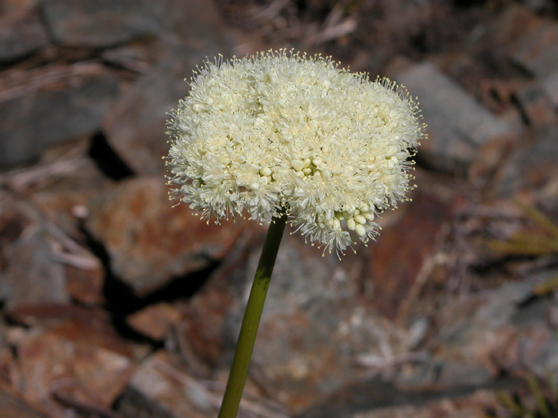 Eriogonum compositum (Arrowleaf Buckwheat) (alternate view 8)