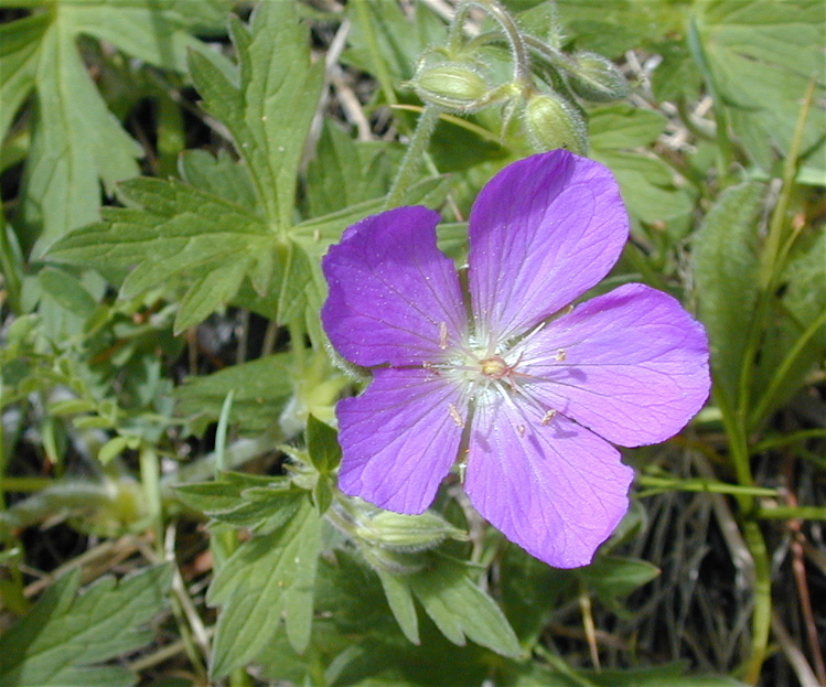 Geranium oreganum (Western Geranium) (alternate view 6)