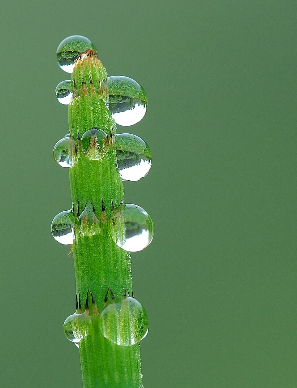 Equisetum fluviatile (water horsetail)