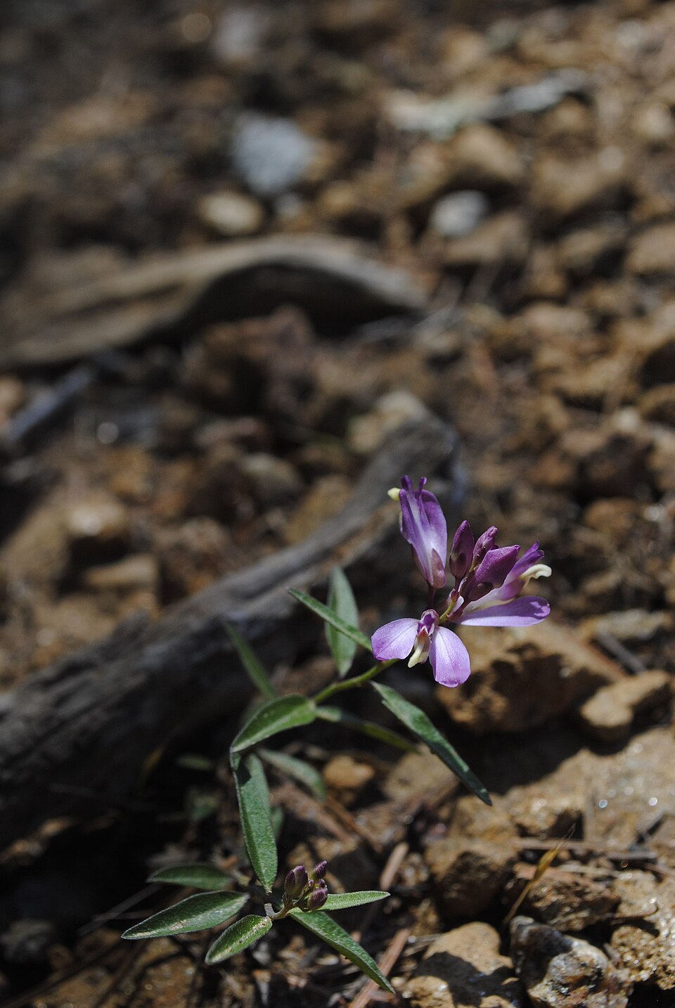 Rhinotropis californica (California milkwort)