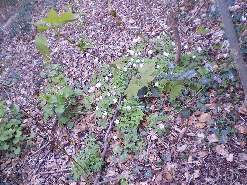 Anemone (anemones and thimbleweeds)