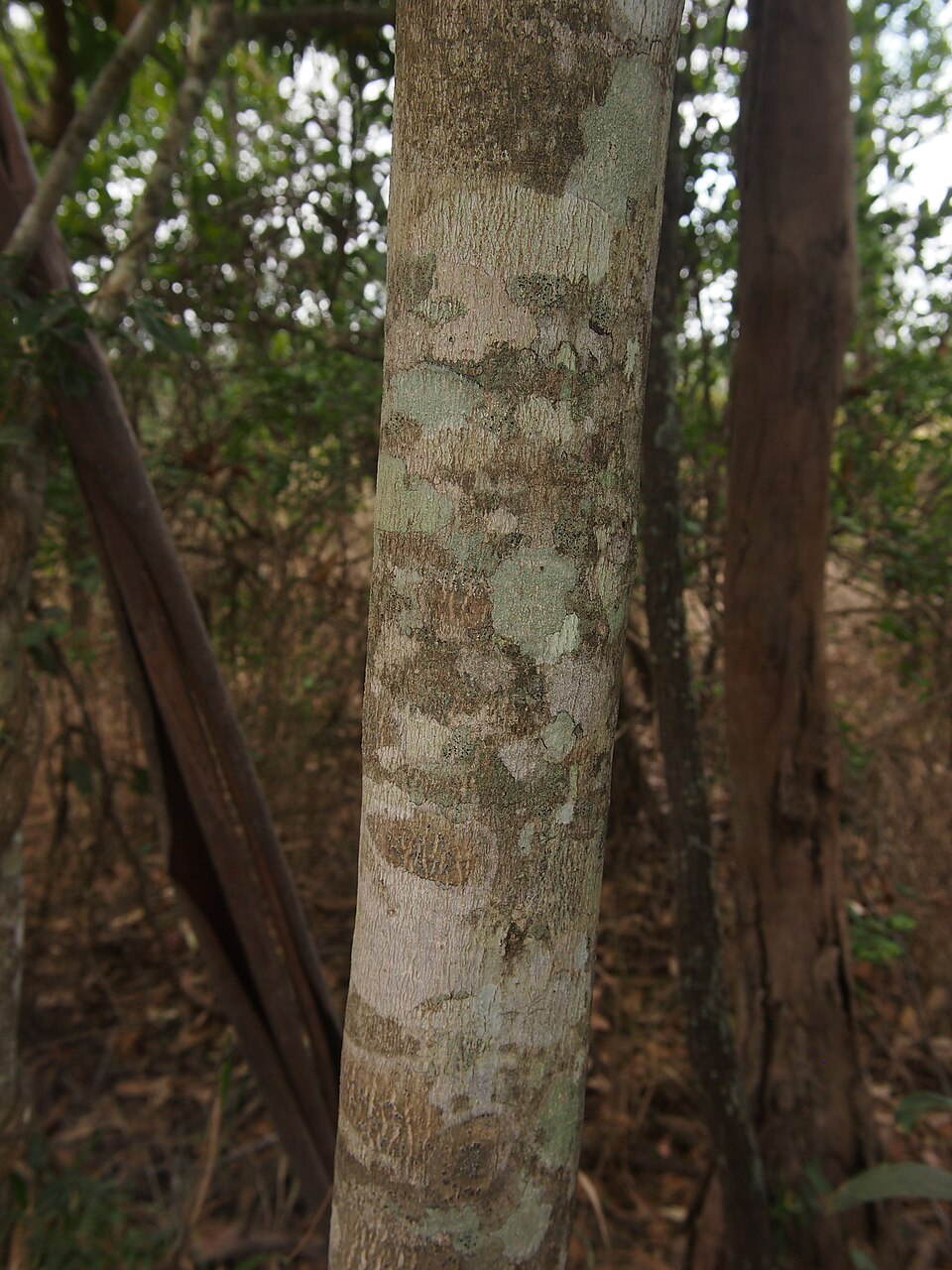 Elaeocarpus obovatus (Hard Quandong) (alternate view 2)