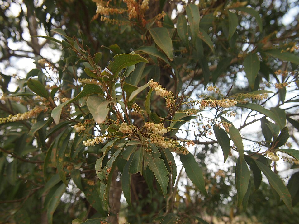 Elaeocarpus obovatus (Hard Quandong) (alternate view 3)