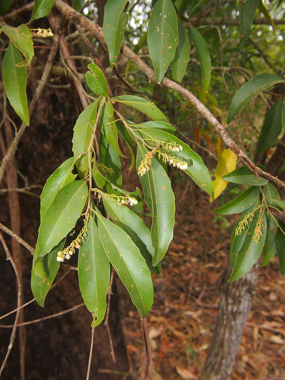 Elaeocarpus obovatus (Hard Quandong) (alternate view 4)