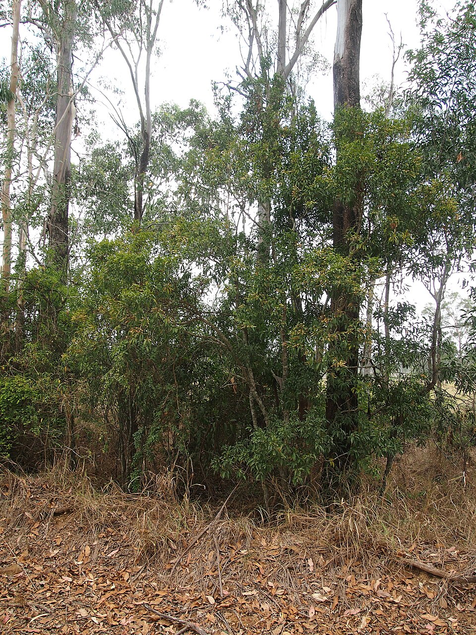 Elaeocarpus obovatus (Hard Quandong) (alternate view 5)