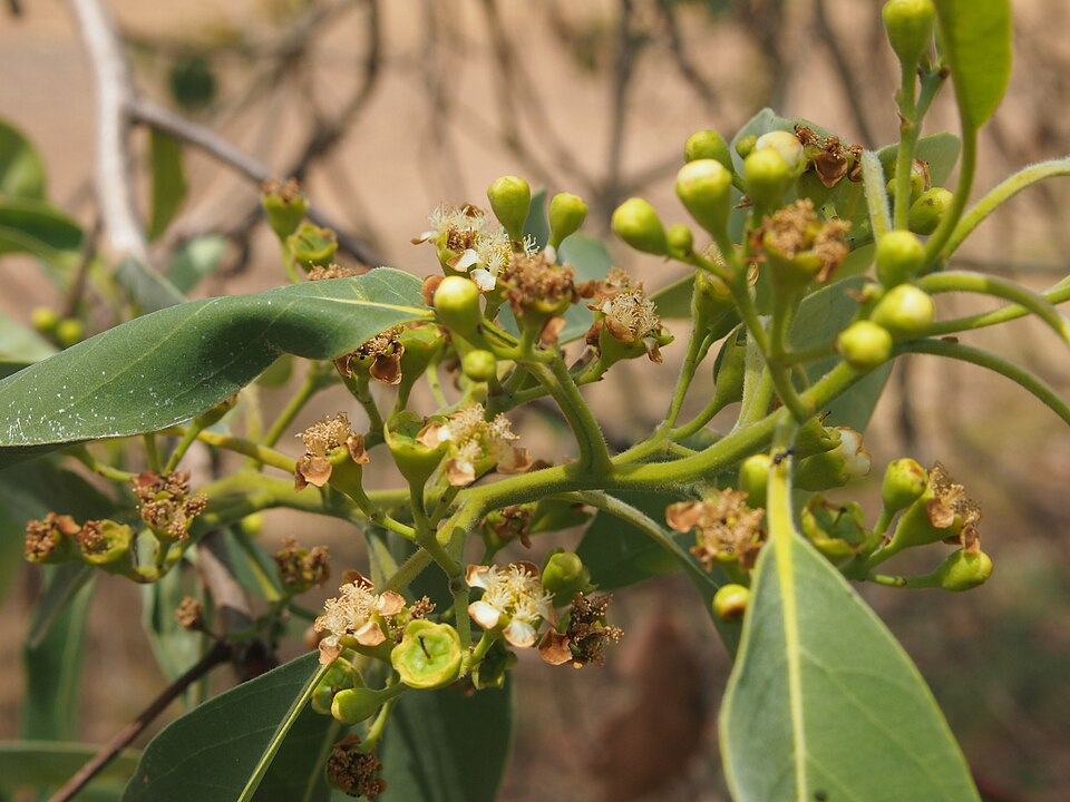 Lophostemon suaveolens (swamp box) (alternate view 10)