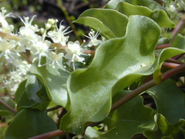 Anredera cordifolia (Mignonette vine) (alternate view 5)
