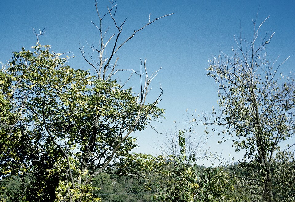 Juglans cinerea (Butternut) (alternate view 5)
