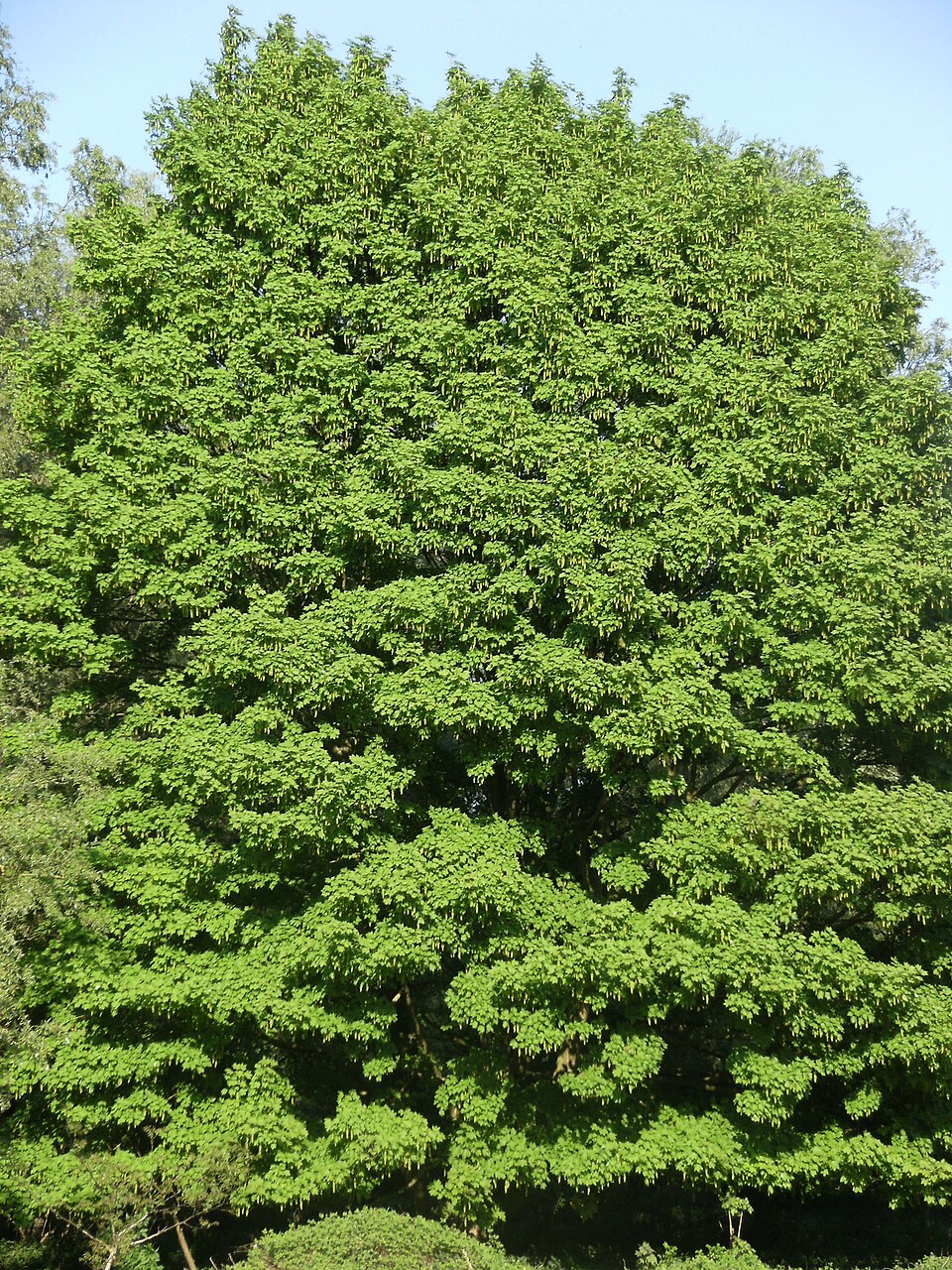 Acer pseudoplatanus (sycamore maple) (alternate view 8)