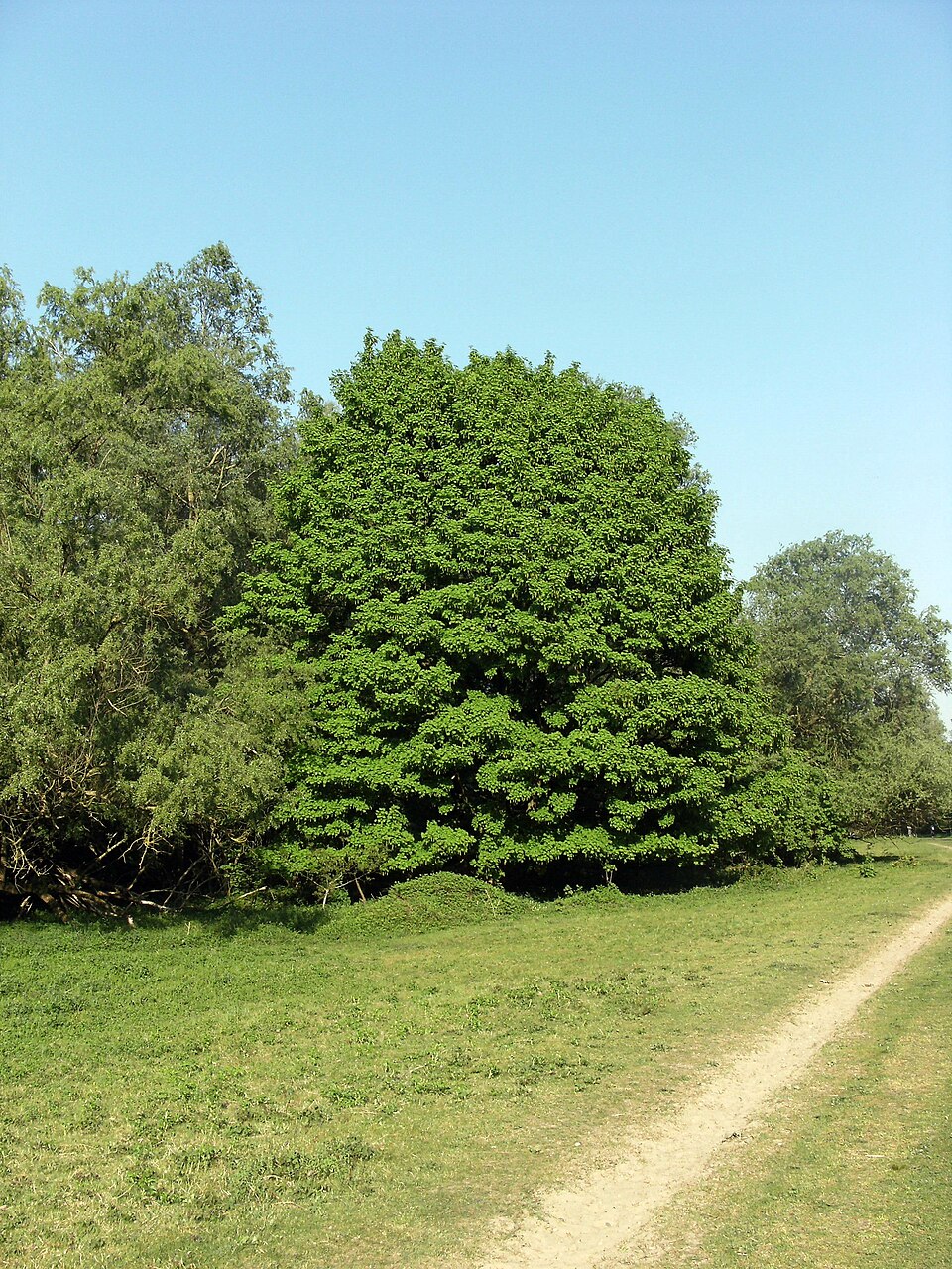 Acer pseudoplatanus (sycamore maple) (alternate view 9)