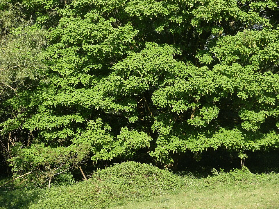 Acer pseudoplatanus (sycamore maple) (alternate view 10)