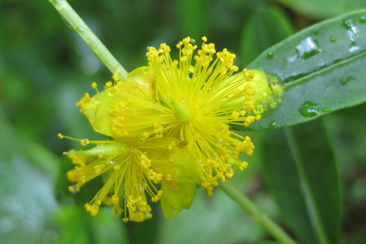 Hypericum prolificum (shrubby St. John's-wort) (alternate view 3)