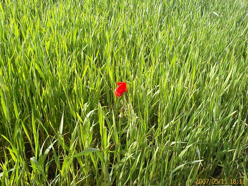 Papaver rhoeas (common poppy)