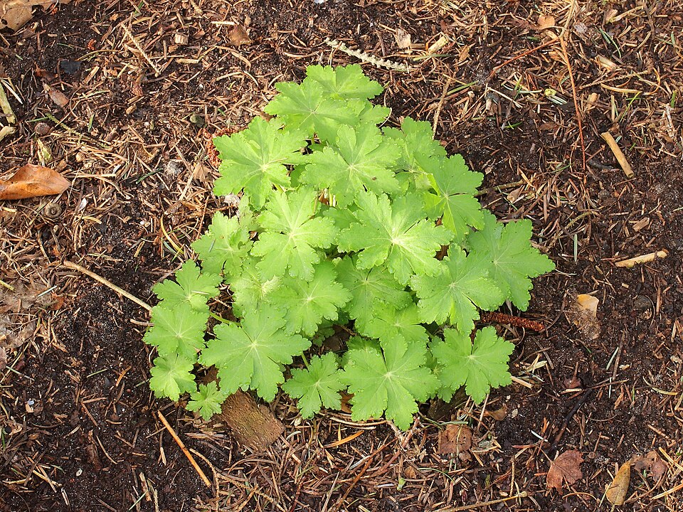 Geranium × cantabrigiense 'Karmina' (Karmina Cambridge Cranesbill)