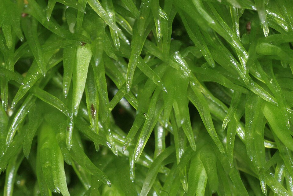 Leucobryum glaucum (Pincushion Moss)