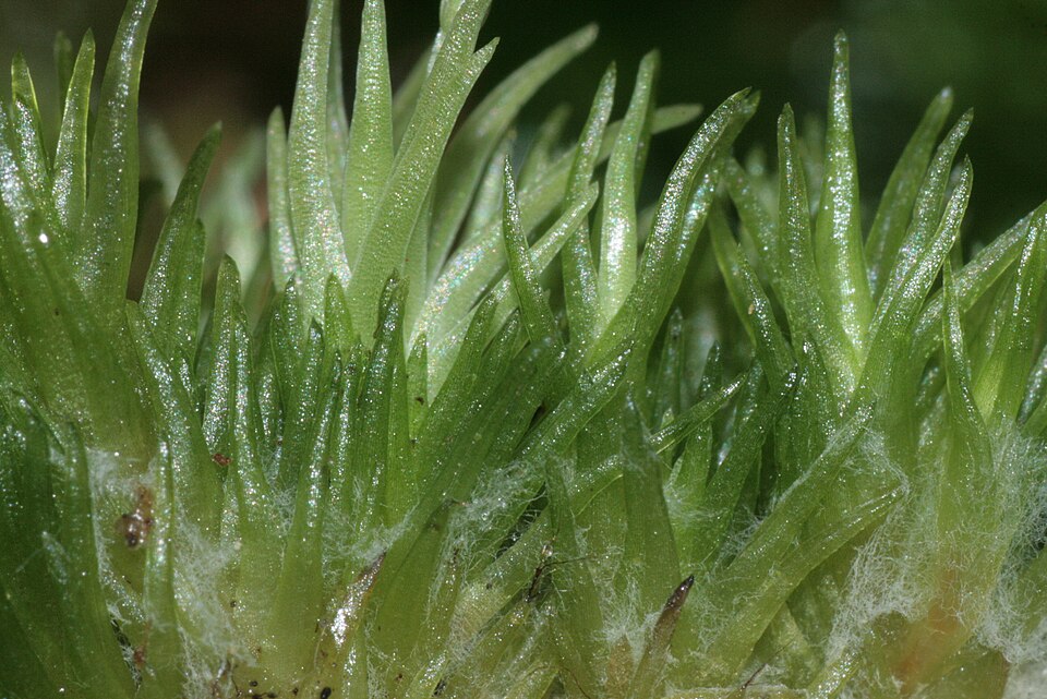 Leucobryum glaucum (Pincushion Moss)
