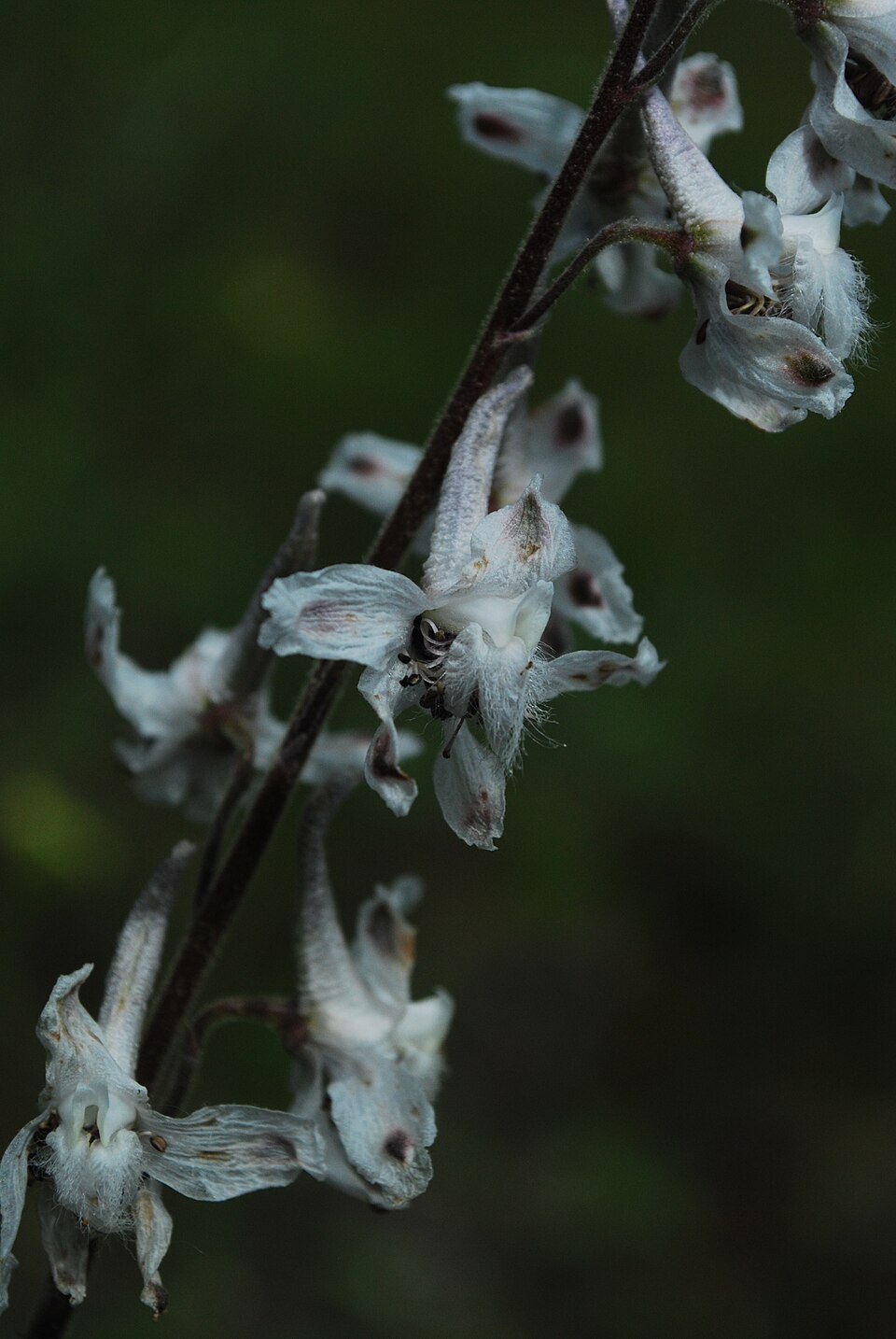 Delphinium carolinianum (Wild Blue Larkspur) (alternate view 7)