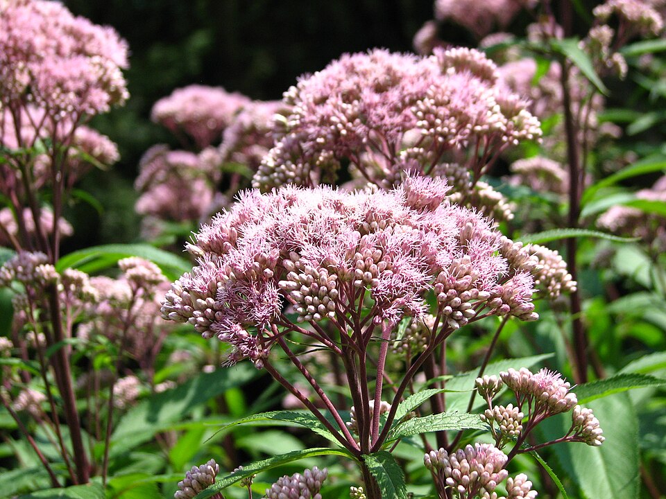 Eutrochium maculatum (Spotted Joe Pye Weed) (alternate view 8)