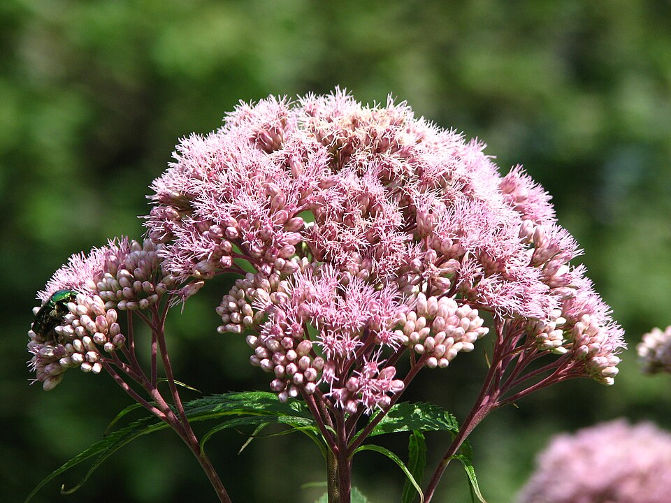 Eutrochium maculatum (Spotted Joe Pye Weed) (alternate view 9)