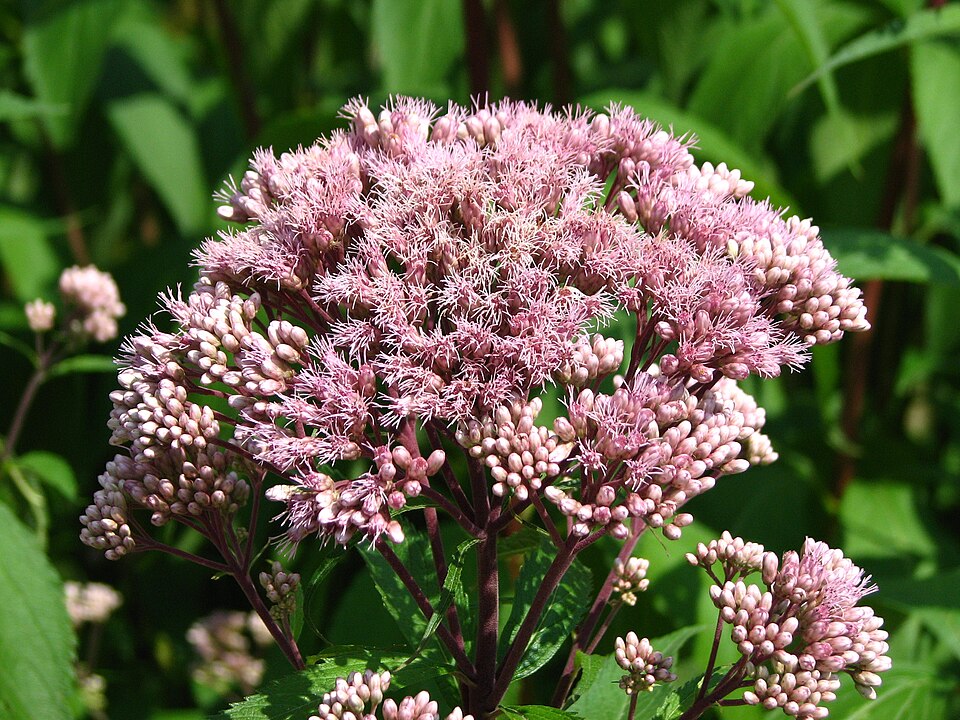 Eutrochium maculatum (Spotted Joe Pye Weed) (alternate view 10)