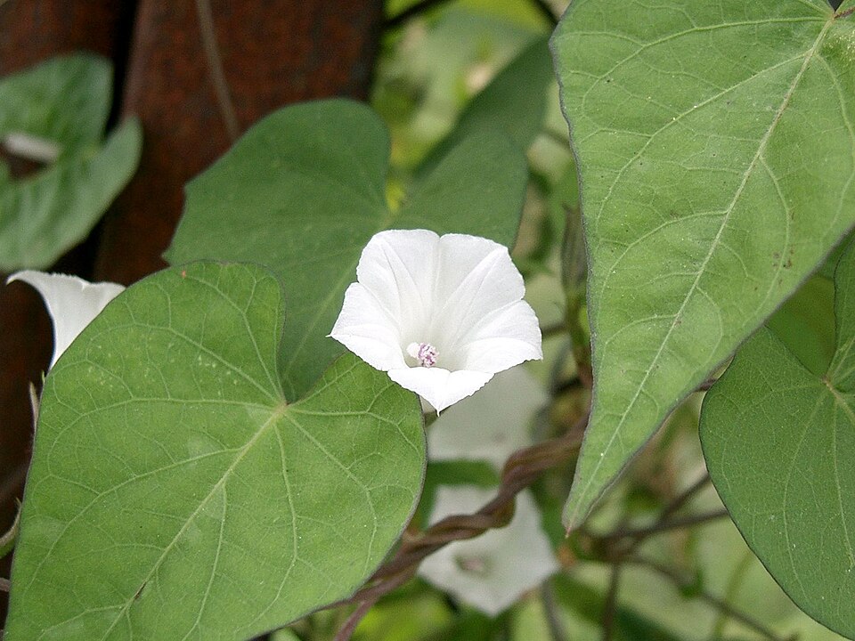 Ipomoea lacunosa (White Morning-glory) (alternate view 9)