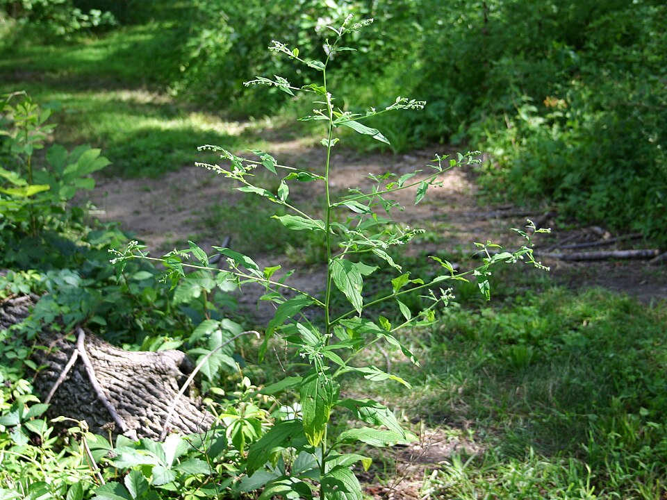 Hackelia virginiana (virginia stickseed) (alternate view 4)