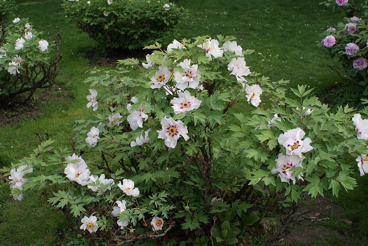 Paeonia rockii, Rock's tree peony — upright deciduous (Paeoniaceae) (image 6 of 10)